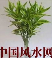 周口十二生肖养什么植物最旺财运？你知道吗！
