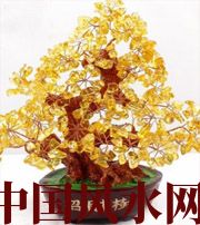 周口买了招财植物却不能发财，是方位摆错了！